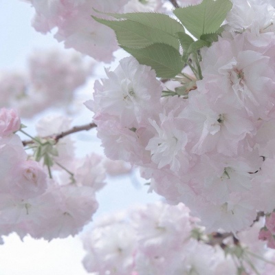 兽设Q版设计实用教程福瑞交流群